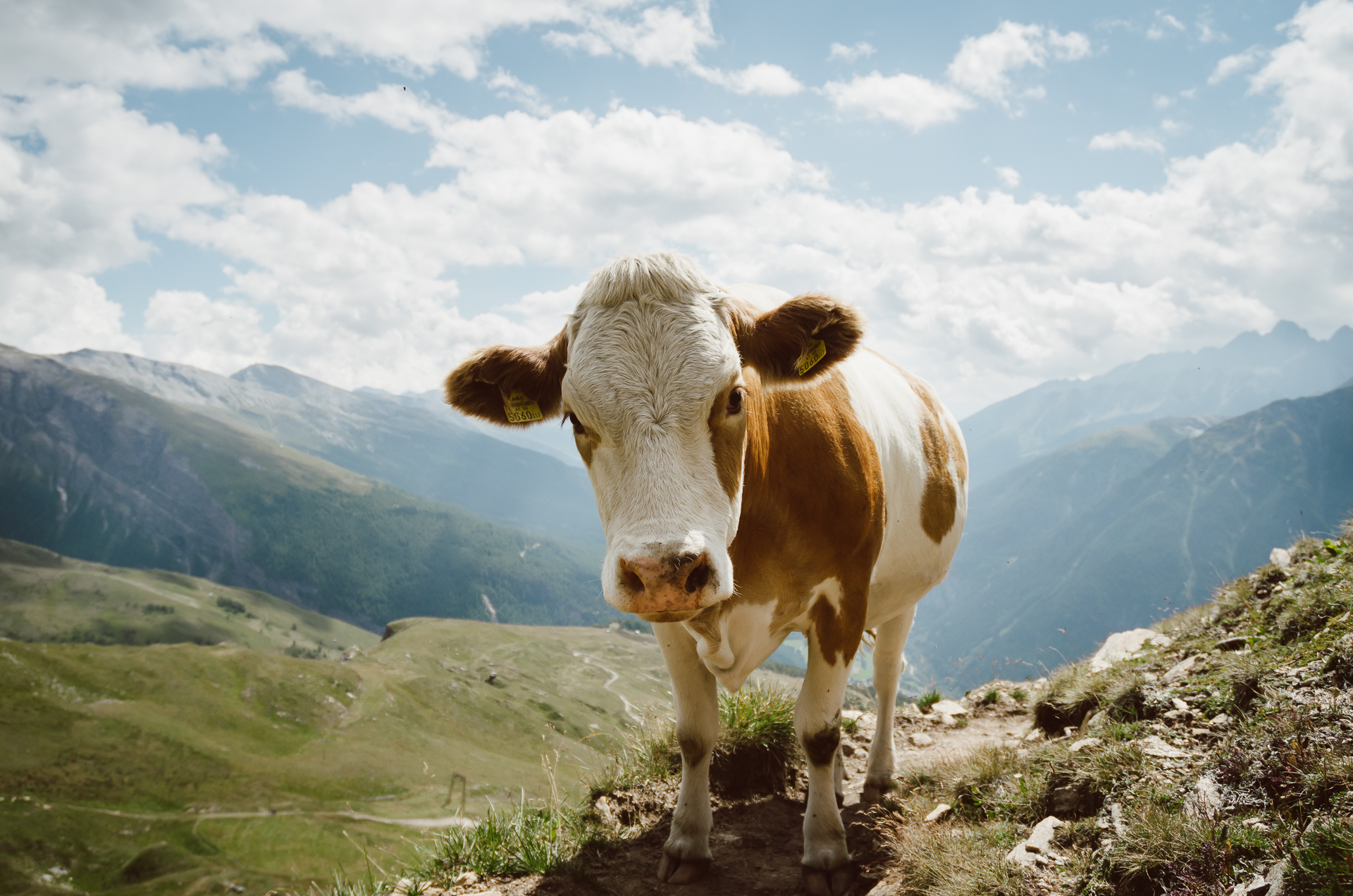 Cow in the Alps near Heiligenblut