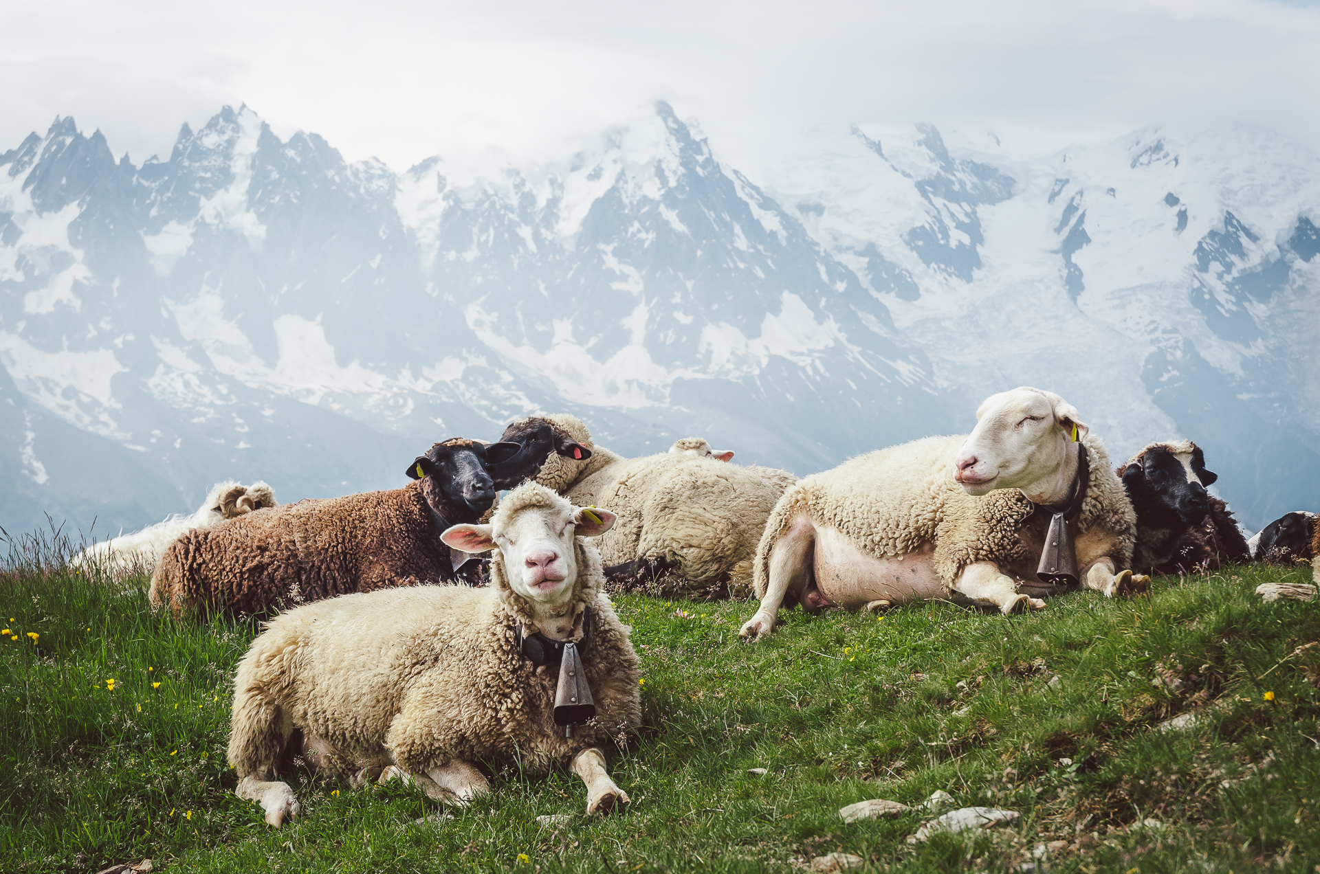 Chamonix, Lac Blanc, Alps, Sheep